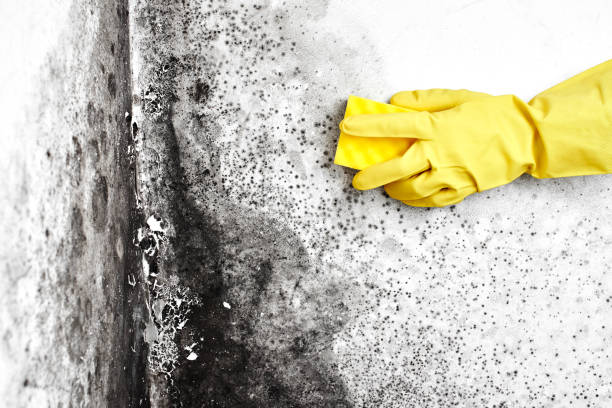 Best Professional Mold Removal  in Shelby, NC