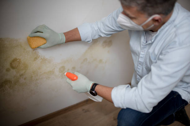 Best Crawl Space Mold Removal  in Shelby, NC