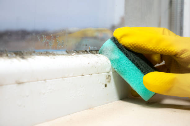 Best Mold Remediation Experts  in Shelby, NC