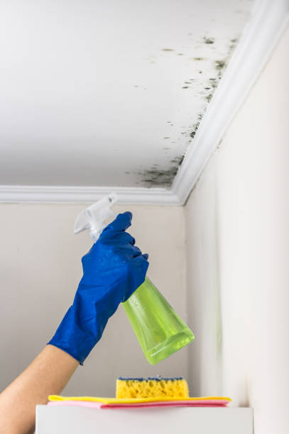 Best Mold Removal Process  in Shelby, NC
