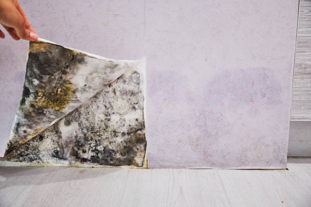 Best Fast Mold Removal  in Shelby, NC